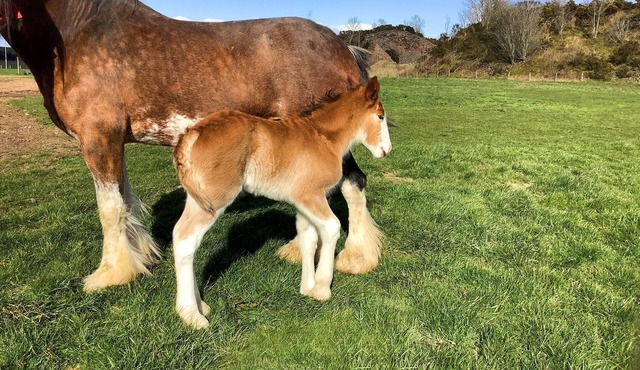 5 bedroom accommodation in Arbroath