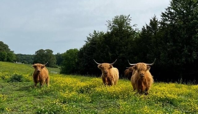 5 ★ FISH HOUSE Sleep on the Pond and see Scottish Highland cows while fishing