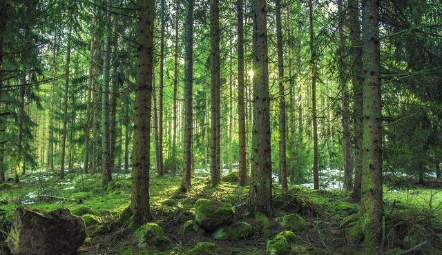 50 Amp Back in Site at Evergreen Hollow. Lots of Space. Semi-private & Secluded