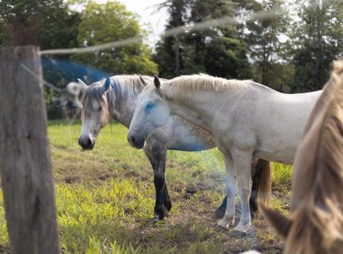 6 Bed Equine Countryside Paradise at Moggill