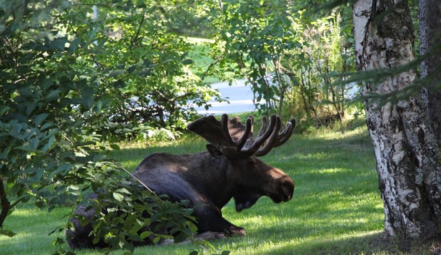 6-bedroom Lakefront Lodge on 10 acres w/wifi only 13 miles to downtown Talkeetna