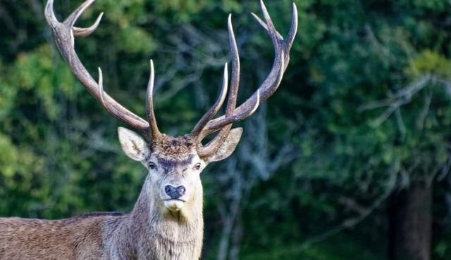 6 Bedroom Villa in Le Houga