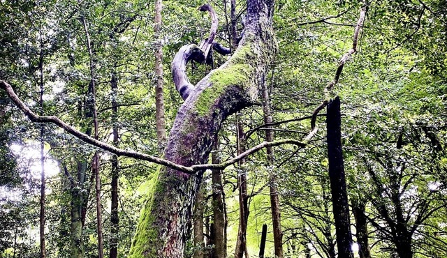 6 BRs , entire home on 6 acres of beautiful garden in Mt Wilson , Blue Mountain