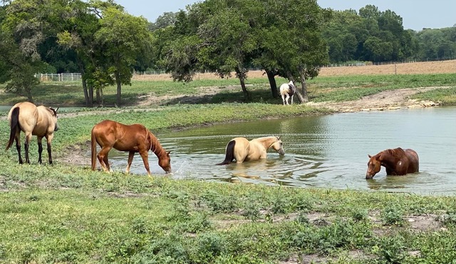 6 Suites on 73 Acres - 10min to Round Top - halfway between Austin & Houston