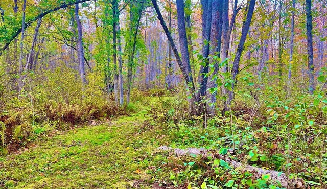 9 Acres of Secluded Freedom along the Kettle River in Sturgeon Lake, MN