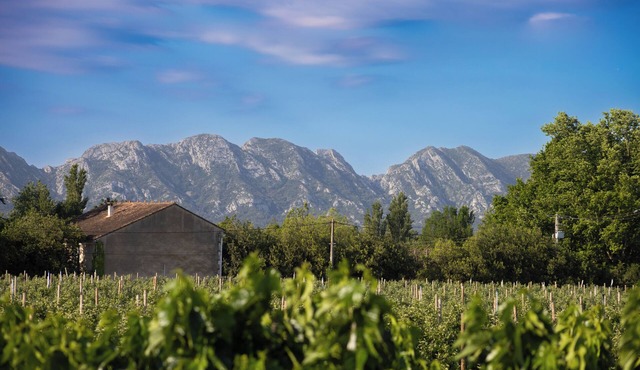 A break between Alpilles and Luberon, houses of saffron and liquorice