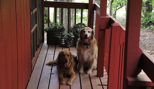 A CABIN ON PARADISE Tranquil cabin in Murphy - just 1 mile from JCC Folkschool