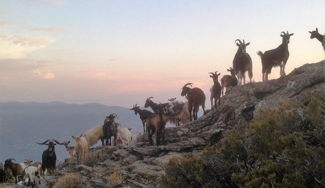 A Cima, a traditional Corsican house in the Castagniccia