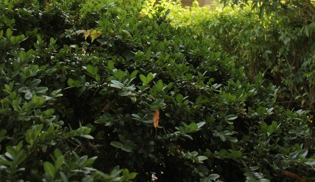 A Cottage In Margaux