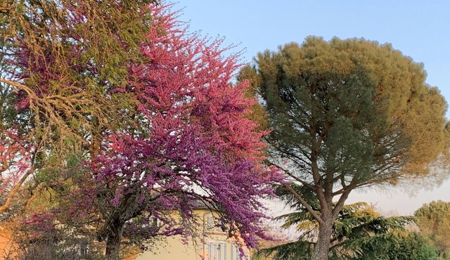 A cottage in the middle of the vines, 25 mn north of Toulouse and airport