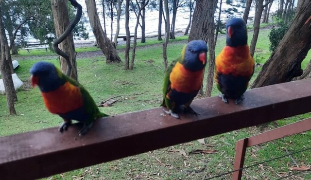 A-frame cottage beside beautiful Lake Macquarien