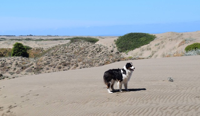 A Little Hidden Gem. All-Cedar, Dog Friendly Home, Hot Tub & Short Walk to Beach