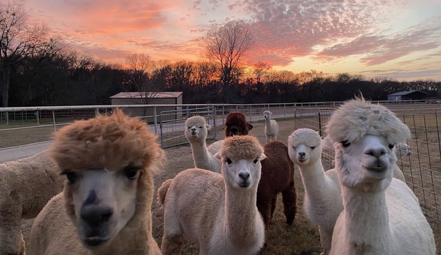 A Magical Getaway with Alpacas