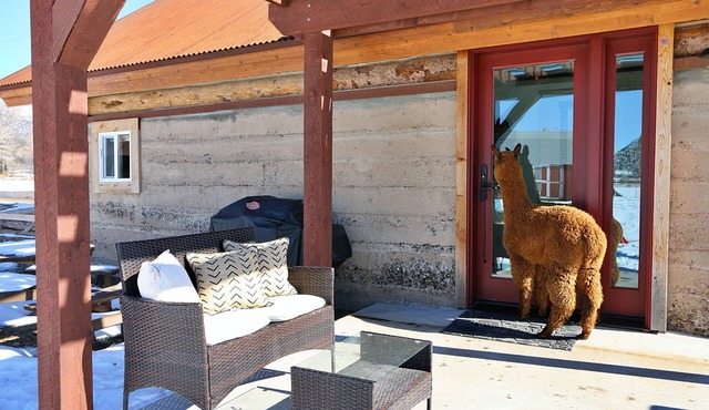 A Night with the Alpacas & Alpaca Experience!