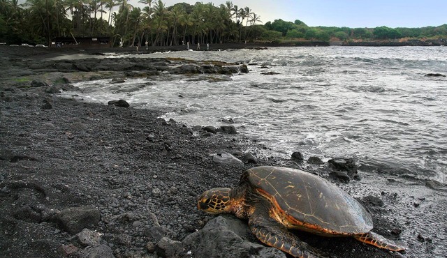 A paradise for turtles on the black sand beach of Punalu'u