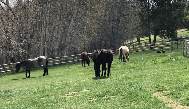 A peaceful one-bedroom house next to the Bitterroot Mountains
