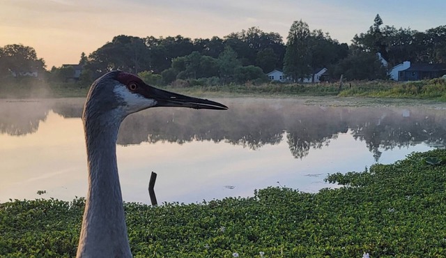 A place to be surrounded by nature within the city.