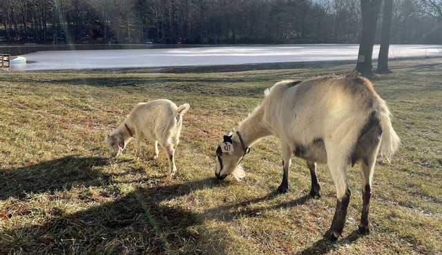 A private zoo in your backyard