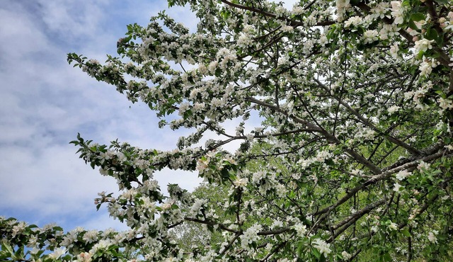 A room at a beautiful little ALPACA hobby farm in Canada's Ocean Playground