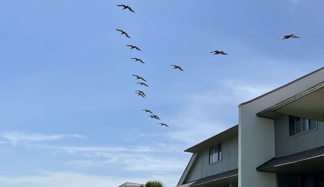 A sweet spot at the Beach! Fabulous pet free, smoke free oceanfront villa.