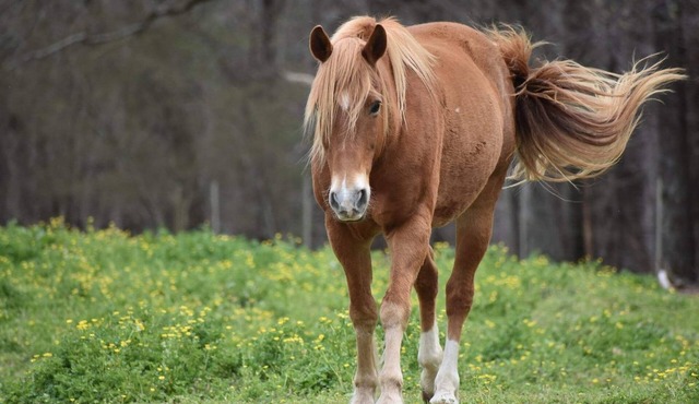 A true "Barn" experience! Pet friendly!