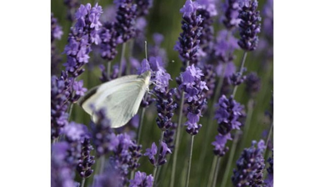 A warm Family home with Views of the Luberon & the villages of Bonnieux & Gordes