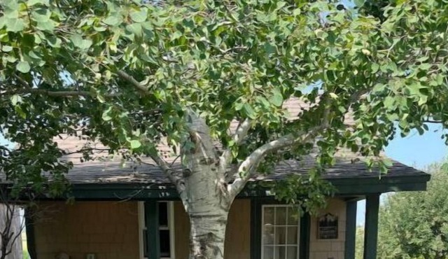 Adorable 1 Room Country Cabin