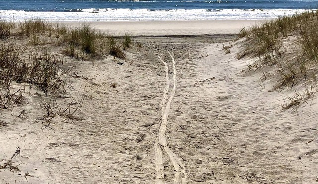 Adorable 2 bdrm cottage pet friendly with front porch & one block from beach.