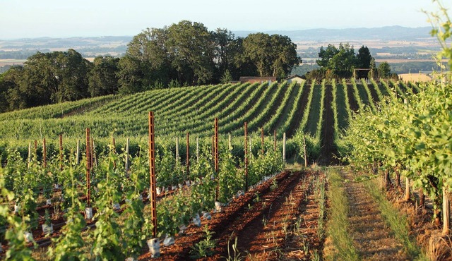 Affordability Meets Comfort! Pets Allowed, Near Eyrie Vineyards!