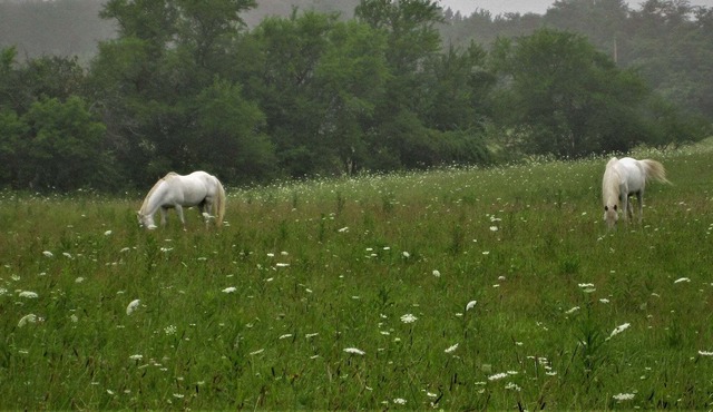 Affordable , Beautiful Farm Stay Campground in Amish Country, Tent Camping