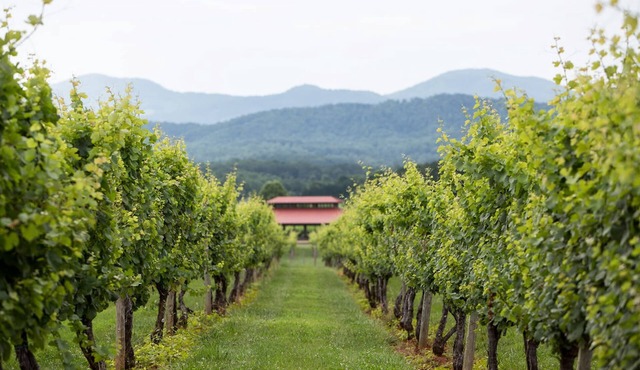 Afton Mtn. Vineyards: Billon | 1 Bed, 1 Bath
