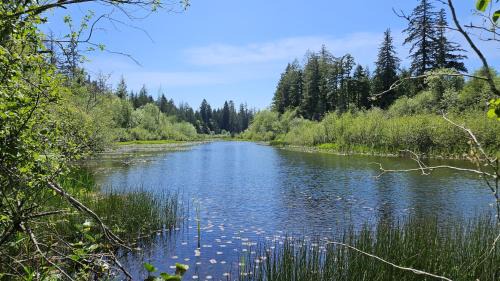 Alder Falls - Modern Woodland Retreat with Lake Access, AC, Fireplace, Patio, Sleeps 4