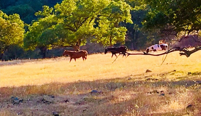 Almost Eden wine country private suite and entrance