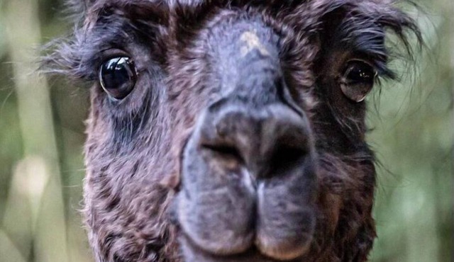 Alpaca Bag n Stay Cottage