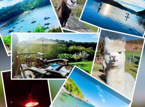 Alpaca Cwtch - Pembrokeshire, West Wales
