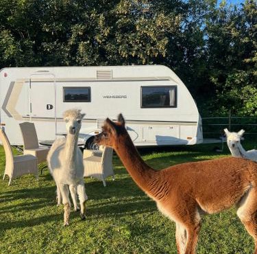 Alpaca Farm Retreat I Cozy Caravan near Fjord & Thy