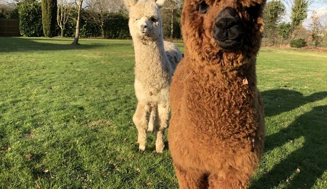 Alpaca Lodge