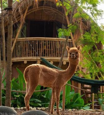 Alpaca Lodge