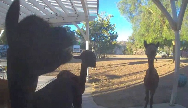 Alpaca Rustic Ranch-peaceful & breathtaking views