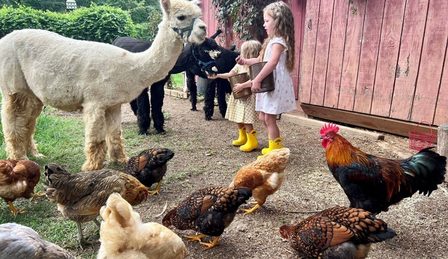 Alpaca Farm, Japanese Garden, Family Friendlyn3-bedroom bed & breakfast