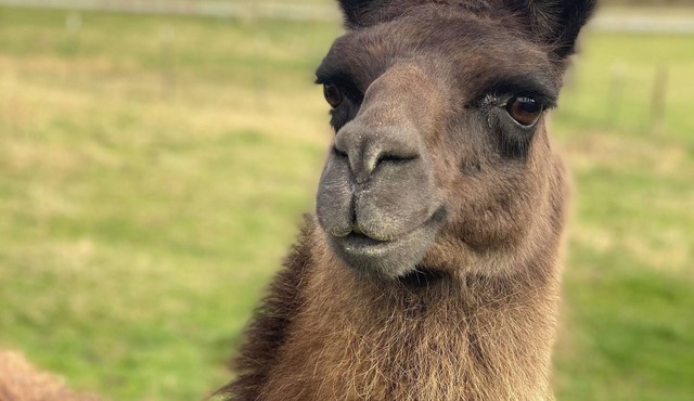 Alpaca Your Bags! Unique Mountain Basecamp in Brevard- Pet Friendly- WNC Cottage