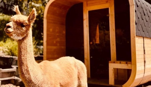 Alpaka-Ferienhaus Oenzlen by Interhome