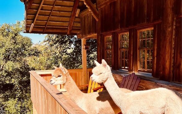 Alpaka-Ferienhaus Oenzlen