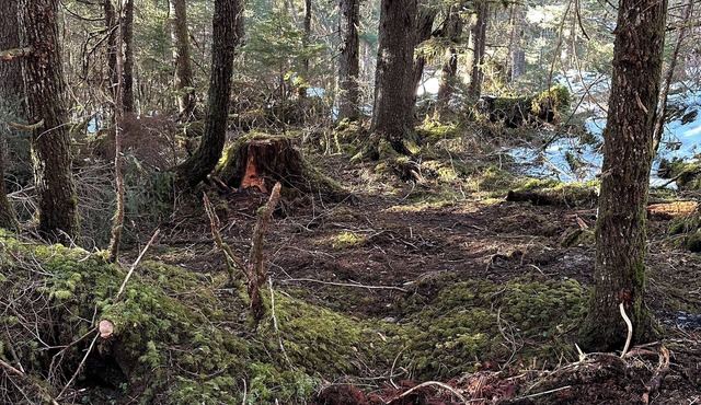 Amazing Campsite in Seward