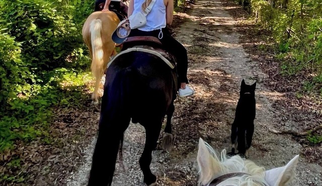 Amazing Views, Unique Tee Pee Camping. Trail Rides on site. Pet Friendly!