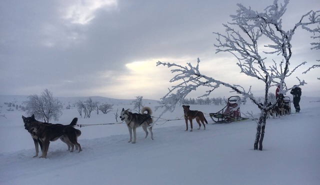 Amber Lodge Mt Buller - Hostel