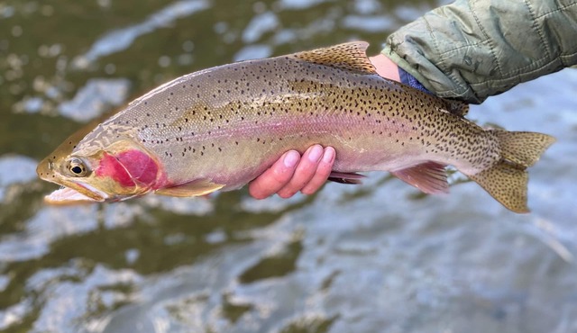 Angler's Paradise! Newly remodeled pet-friendly, riverfront home.