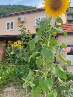 Apartman Mustapić