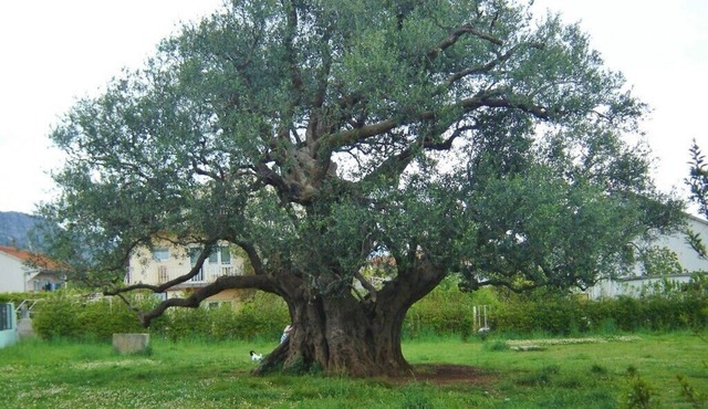 Apartment Frane, (15022), Kaštel Novi, hr