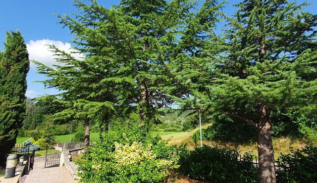 Apartment Garden Goga